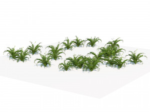 Evergreen fern plants 3Dモデル