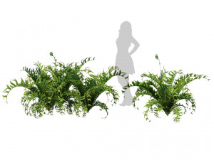 Evergreen fern plants 3Dモデル