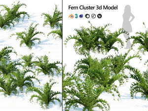 Evergreen fern plants 3D Model