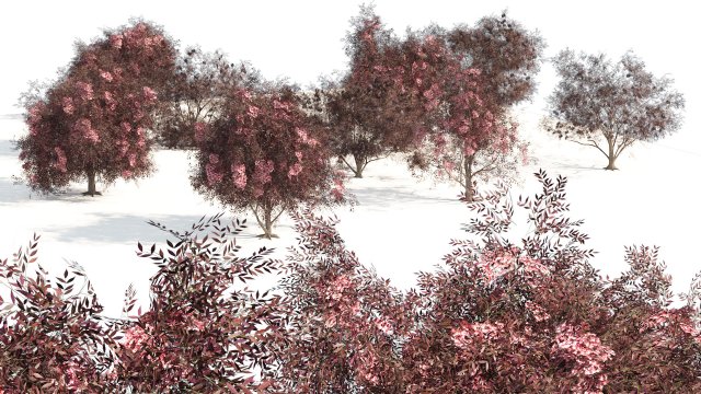 Flowering and fruit black Elderberry plant 3D Model .c4d .max .obj .3ds .fbx .stl .blend 