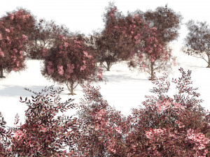 Flowering and fruit black Elderberry plant 3D Model