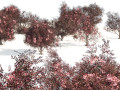 Flowering and fruit black Elderberry plant Modello 3D