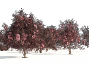 Flowering and fruit black Elderberry plant 3D Model