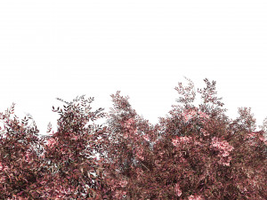 Flowering and fruit black Elderberry plant 3D Model
