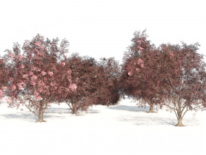 Flowering and fruit black Elderberry plant 3D Model