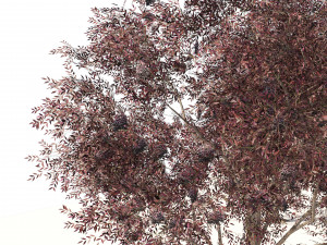 Flowering and fruit black Elderberry plant 3D Model