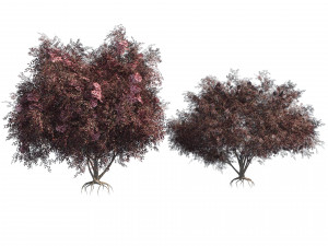 Flowering and fruit black Elderberry plant 3D Model