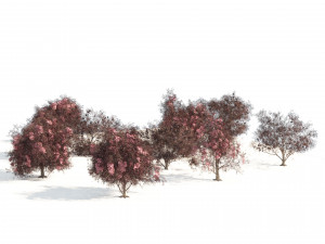 Flowering and fruit black Elderberry plant 3D Model