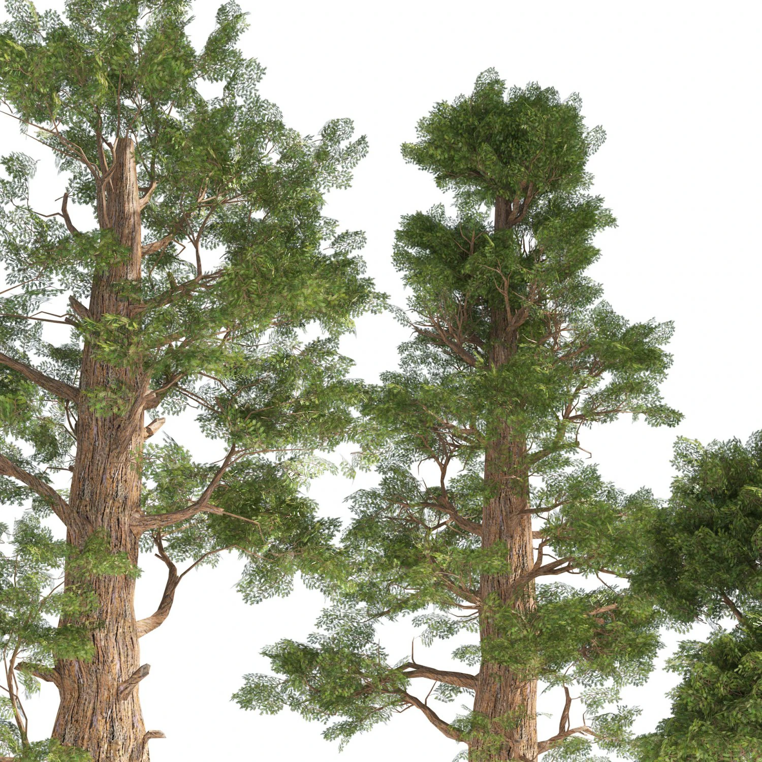 Giant sequoia Redwood trees 3D Model .c4d .max .obj .3ds .fbx .stl .blend 
