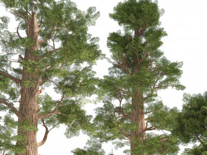 ジャイアントセコイアセコイアの木々 3Dモデル