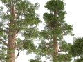 Giant sequoia Redwood trees Modello 3D