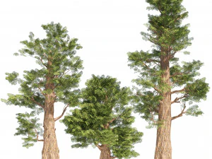 Giant sequoia Redwood trees 3D Model