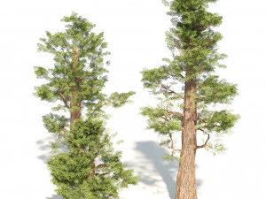 Giant sequoia Redwood trees 3D Model