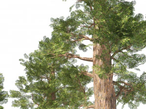 Giant sequoia Redwood trees 3D Model