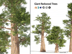 Giant sequoia Redwood trees 3D Model