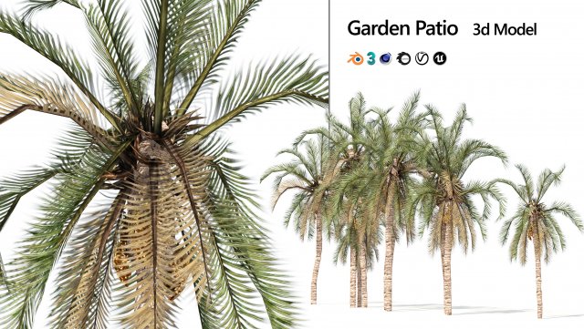Low Poly Arabic Date palms 3D 模型 .c4d .max .obj .3ds .fbx .stl .blend 