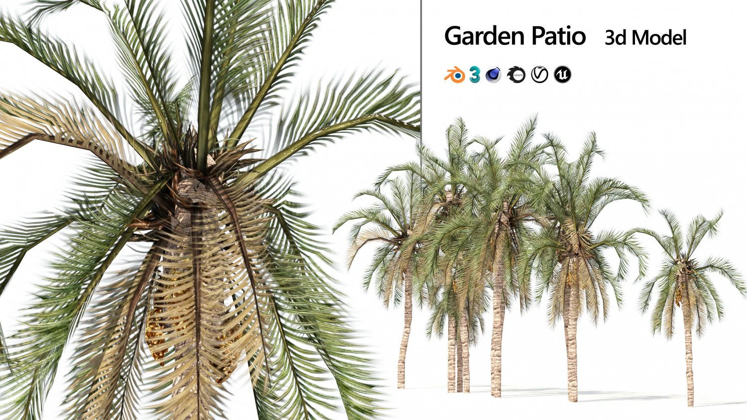 Low Poly Arabic Date palms 3D Model .c4d .max .obj .3ds .fbx .stl .blend