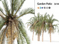 Low Poly Arabic Date palms 3D Модель