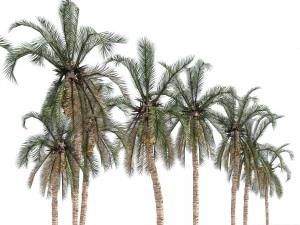 Low Poly Arabic Date palms 3D Model