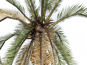 Low Poly Arabic Date palms 3D Model