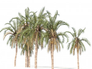 Low Poly Arabic Date palms 3D 模型