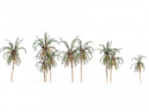 Low Poly Arabic Date palms 3D Model