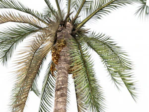 Low Poly Arabic Date palms 3D Model