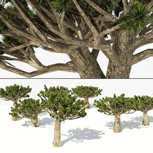 Dracaena dragon blood trees 3D Model .c4d .max .obj .3ds .fbx .stl .blend 