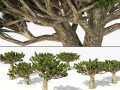Dracaena dragon blood trees Modello 3D