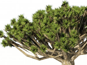 Dracaena dragon blood trees 3D Model