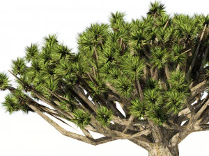 Dracaena dragon blood trees 3D Model