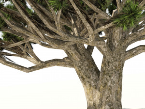 Dracaena dragon blood trees 3D Model