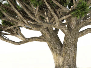 Dracaena dragon blood trees 3D Model