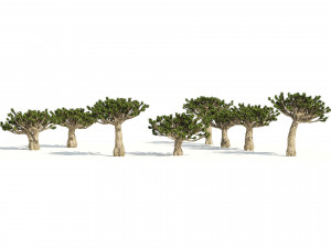 Dracaena dragon blood trees 3D Model