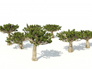 Dracaena dragon blood trees 3D Model