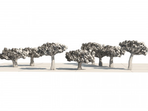 Dracaena dragon blood trees 3D Model