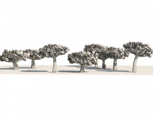 Dracaena dragon blood trees 3D Model