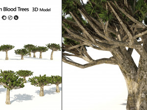 Dracaena dragon blood trees 3D Model