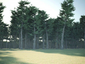 Conifer pine forest trees 3D Model