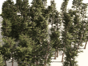 Conifer pine forest trees 3D Model
