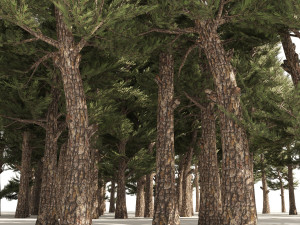 Conifer pine forest trees 3D Model