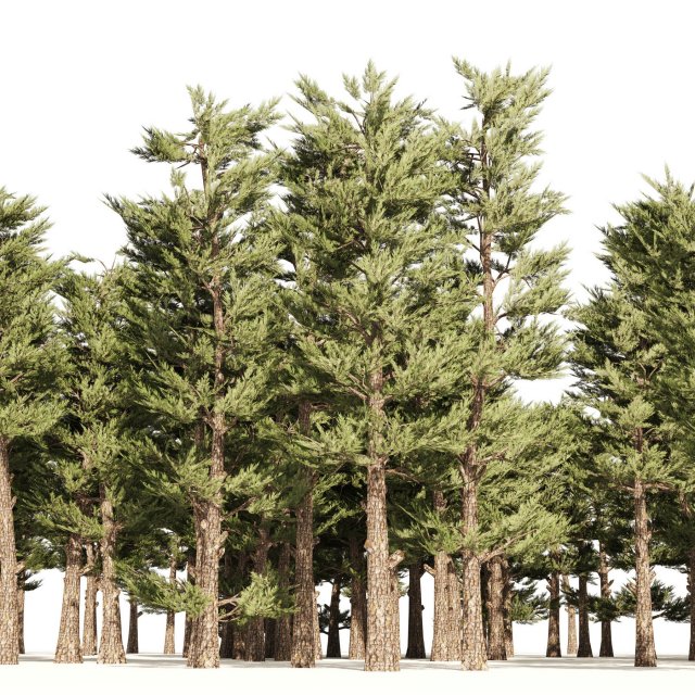 Conifer pine forest trees 3D Model .c4d .max .obj .3ds .fbx .stl .blend 
