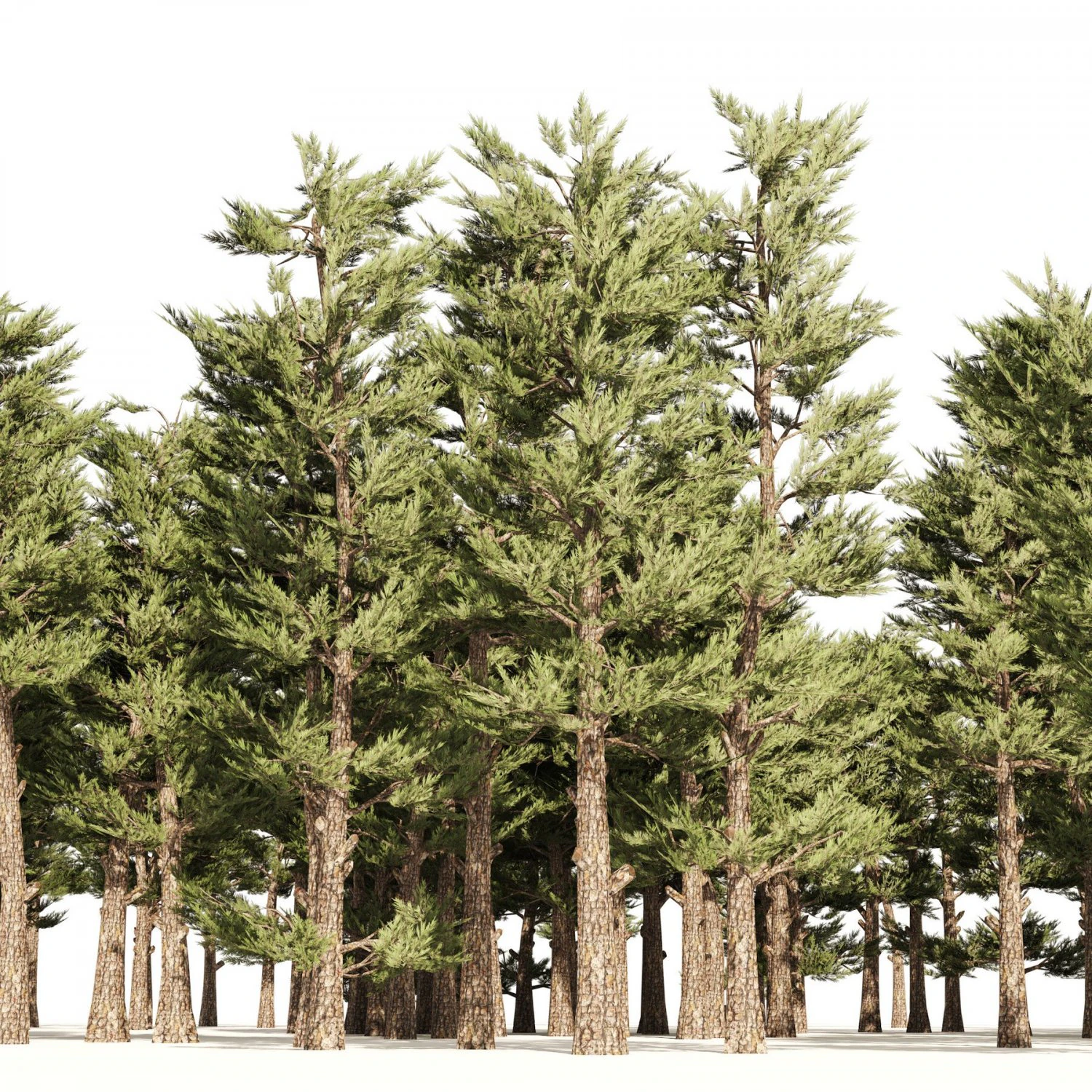 Conifer pine forest trees 3D Model .c4d .max .obj .3ds .fbx .stl .blend