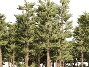 Conifer pine forest trees 3D मॉडल