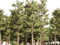 Conifer pine forest trees Modello 3D