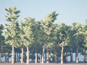 Conifer pine forest trees 3D Model