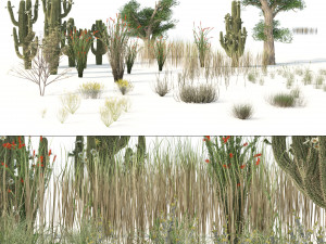 Desert Vegetation 3D Model