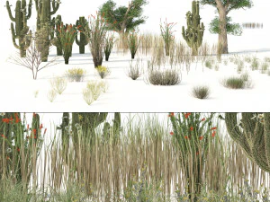 Desert Vegetation 3D Model