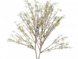 Desert Vegetation 3D Model