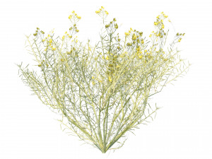 Desert Vegetation 3D Model
